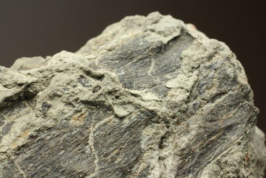 アンキロサウルスの装甲板の化石（その3）