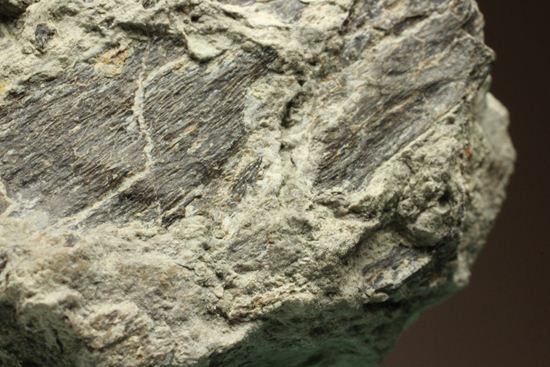 アンキロサウルスの装甲板の化石（その4）
