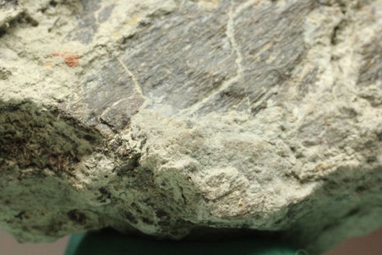 アンキロサウルスの装甲板の化石（その5）
