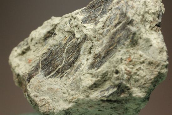アンキロサウルスの装甲板の化石（その7）
