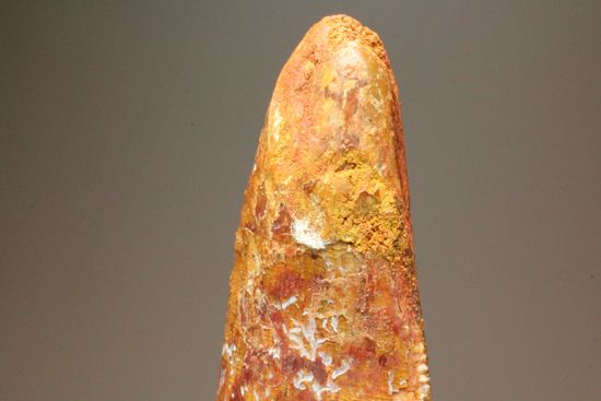 カルカロドントサウルスの前上顎骨歯化石（その16）
