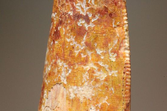 カルカロドントサウルスの前上顎骨歯化石（その17）