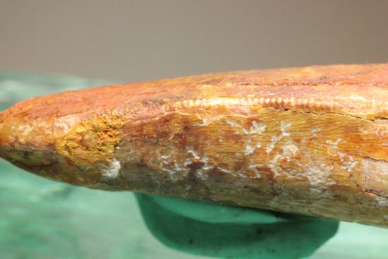 カルカロドントサウルスの前上顎骨歯化石（その19）