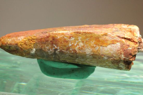 カルカロドントサウルスの前上顎骨歯化石（その20）