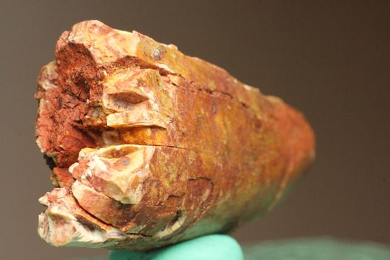 カルカロドントサウルスの前上顎骨歯化石（その5）