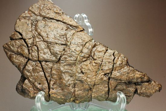 トリケラトプスの極上フリル化石（その1）