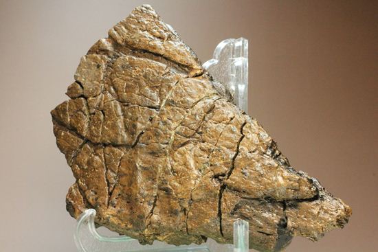 トリケラトプスの極上フリル化石（その11）