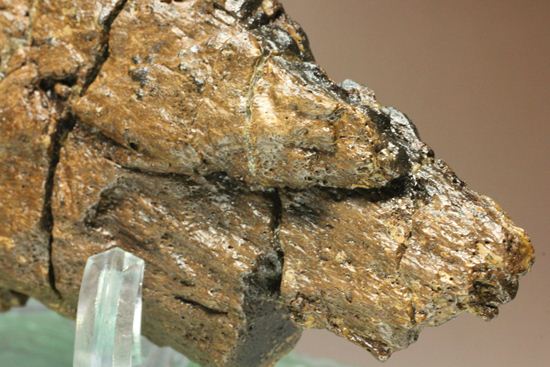 トリケラトプスの極上フリル化石（その12）