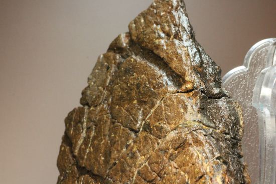 トリケラトプスの極上フリル化石（その13）