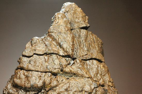 トリケラトプスの極上フリル化石（その15）