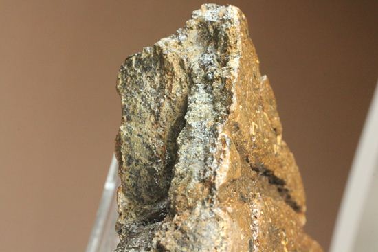 トリケラトプスの極上フリル化石（その8）