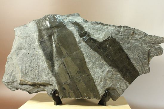 古代石炭紀の巨木（カラミテスまたの名をロボク）の極上化石（その1）