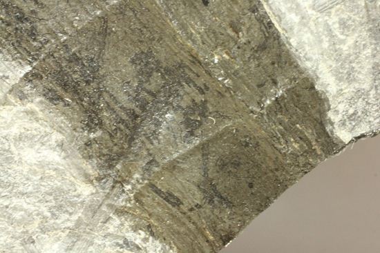 古代石炭紀の巨木（カラミテスまたの名をロボク）の極上化石（その10）