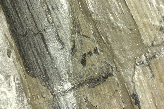 古代石炭紀の巨木（カラミテスまたの名をロボク）の極上化石（その12）