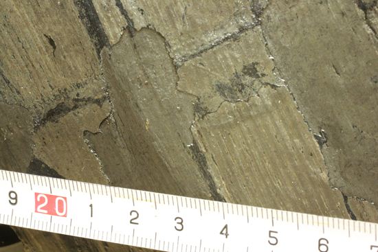 古代石炭紀の巨木（カラミテスまたの名をロボク）の極上化石（その14）