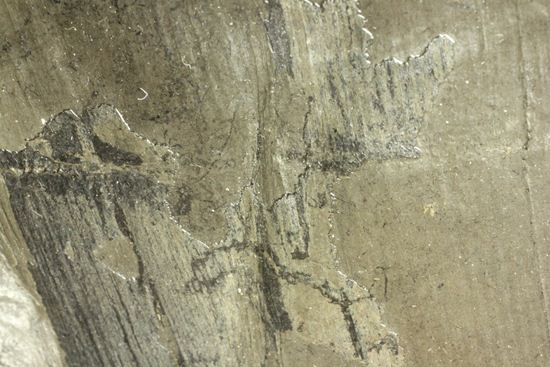 古代石炭紀の巨木（カラミテスまたの名をロボク）の極上化石（その15）