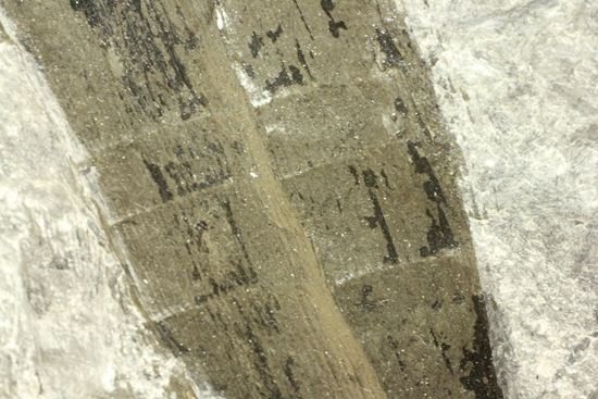 古代石炭紀の巨木（カラミテスまたの名をロボク）の極上化石（その16）