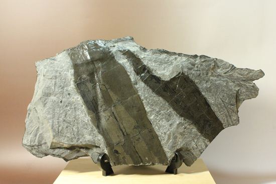 古代石炭紀の巨木（カラミテスまたの名をロボク）の極上化石（その17）