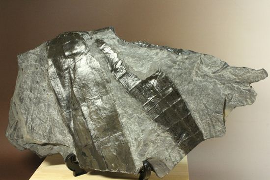 古代石炭紀の巨木（カラミテスまたの名をロボク）の極上化石（その2）