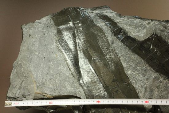 古代石炭紀の巨木（カラミテスまたの名をロボク）の極上化石（その4）