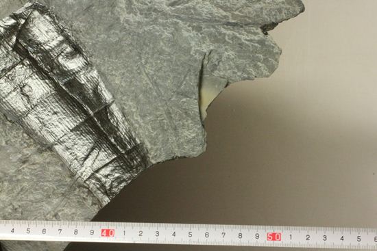 古代石炭紀の巨木（カラミテスまたの名をロボク）の極上化石（その5）