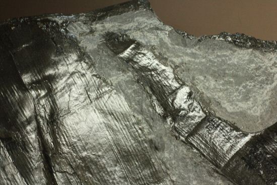 古代石炭紀の巨木（カラミテスまたの名をロボク）の極上化石（その7）