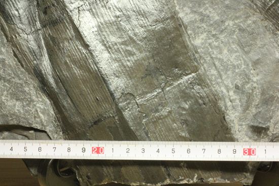 古代石炭紀の巨木（カラミテスまたの名をロボク）の極上化石（その8）