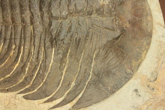 破格サイズ25センチ！オルドビス紀の巨大三葉虫ディケロケファリア（その6）