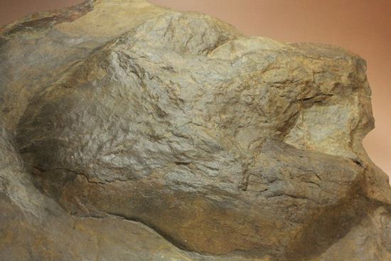 超巨大！50cm弱で15kgアロサウルスのフットプリント（ポジ）（その7）