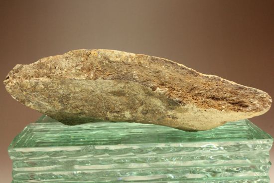 トリケラトプスのフリル化石（その11）