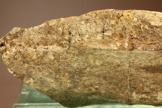 トリケラトプスのフリル化石（その12）