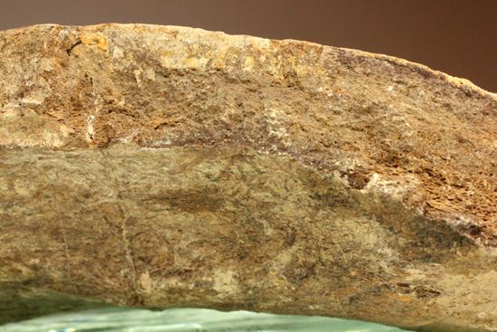 トリケラトプスのフリル化石（その13）