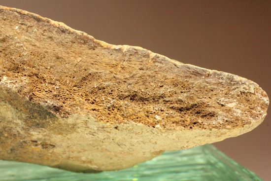 トリケラトプスのフリル化石（その14）