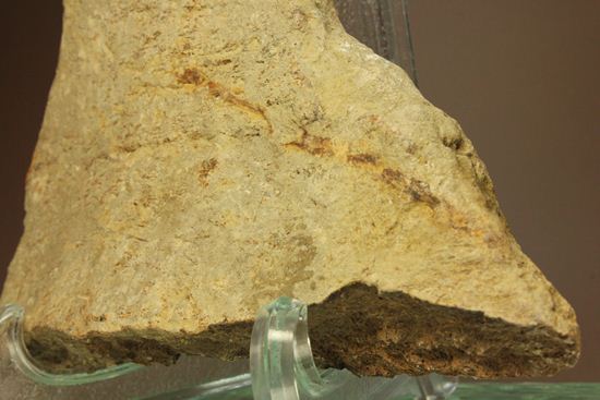 トリケラトプスのフリル化石（その5）