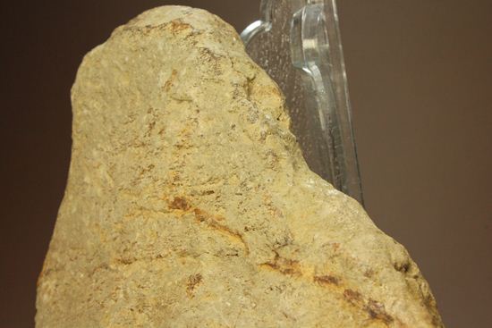 トリケラトプスのフリル化石（その6）