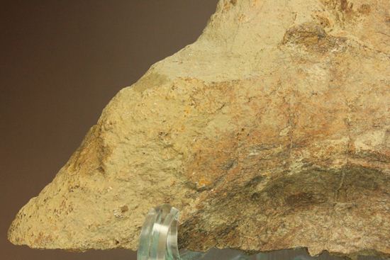 トリケラトプスのフリル化石（その8）
