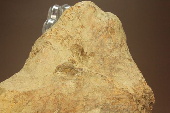 トリケラトプスのフリル化石（その9）