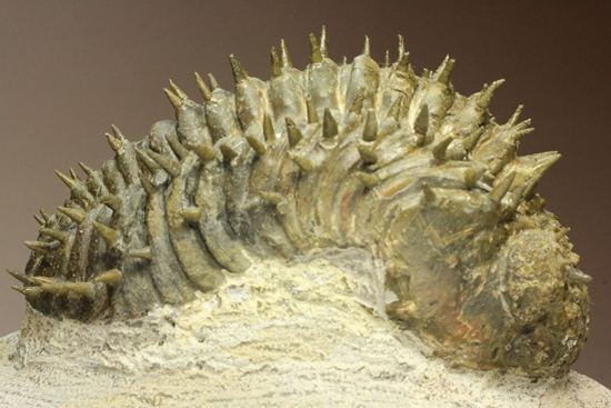 でかい！希少種！三葉虫アルマータスの化石（その6）