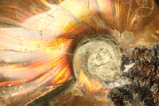 菊花模様が同時に見られる遊色アンモナイト（クリオニセラス）（その6）