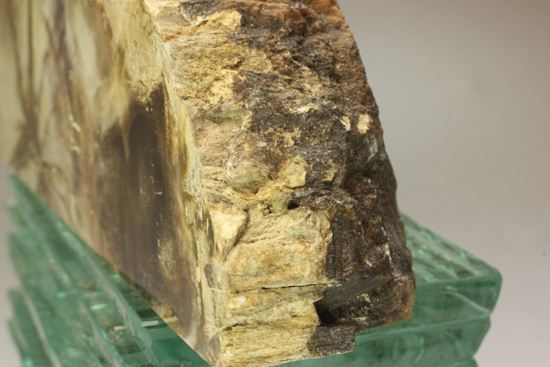 ブックエンドに最適！年輪がじっくり見える古生代ペルム紀の珪化木の化石（その7）
