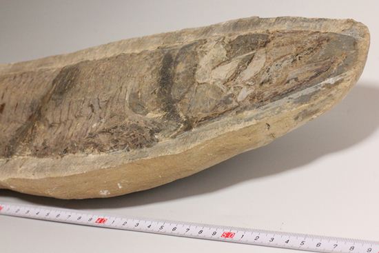 57センチ超巨大！！保存状態最高の魚化石（その13）