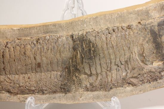 57センチ超巨大!!保存状態最高の魚化石(その16)
