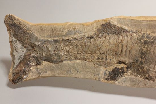 57センチ超巨大！！保存状態最高の魚化石（その17）