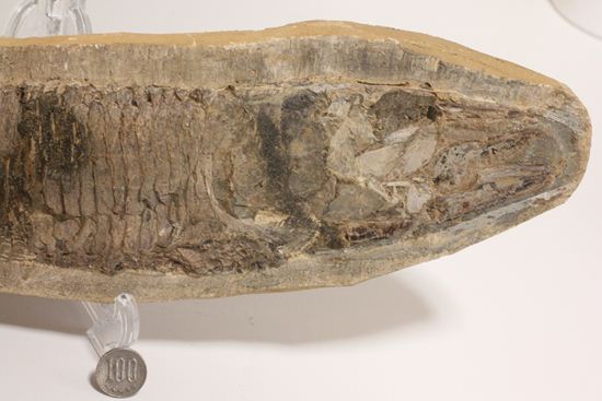 57センチ超巨大！！保存状態最高の魚化石（その20）
