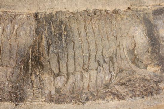 57センチ超巨大！！保存状態最高の魚化石（その5）