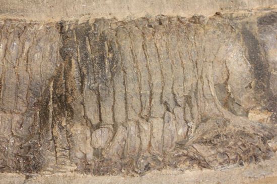 57センチ超巨大!!保存状態最高の魚化石(その5)