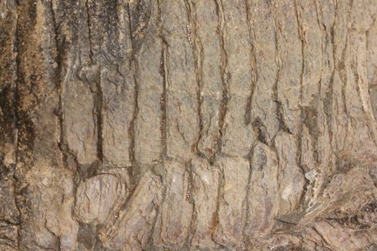 57センチ超巨大！！保存状態最高の魚化石（その6）
