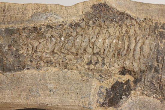 57センチ超巨大！！保存状態最高の魚化石（その7）
