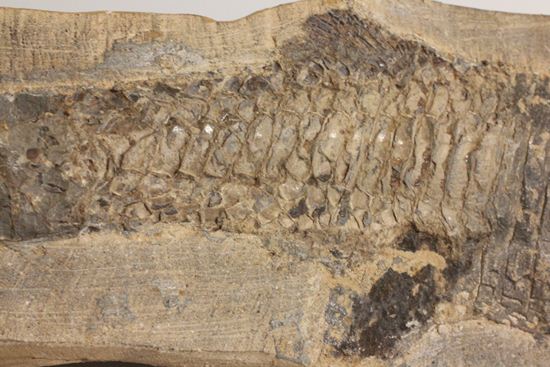 57センチ超巨大!!保存状態最高の魚化石(その7)