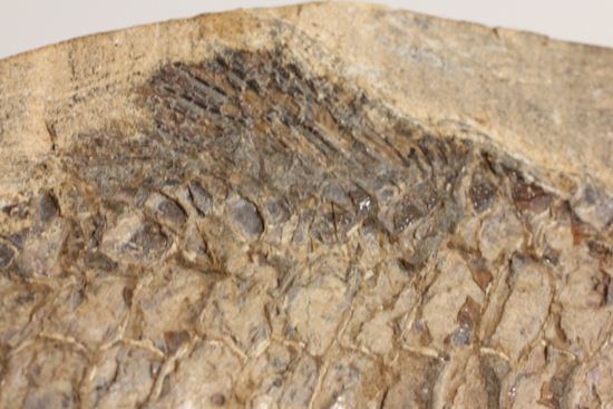 57センチ超巨大！！保存状態最高の魚化石（その8）